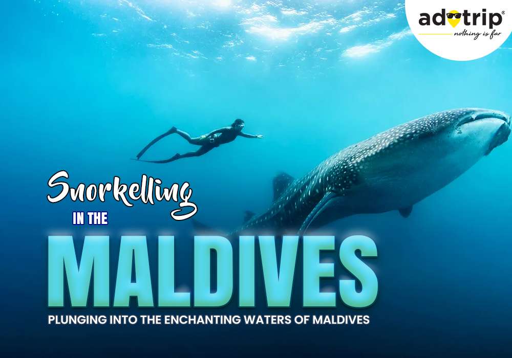 Snorkelling In the Maldives